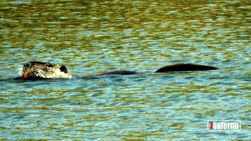 Oasi WWF di Persano-Lontra