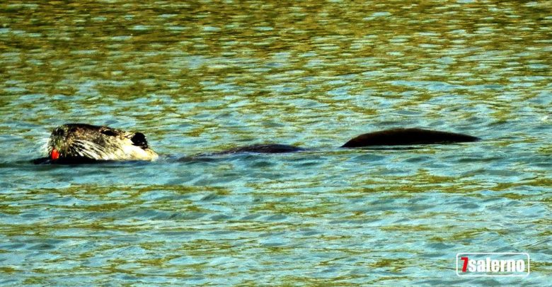 Oasi WWF di Persano-Lontra