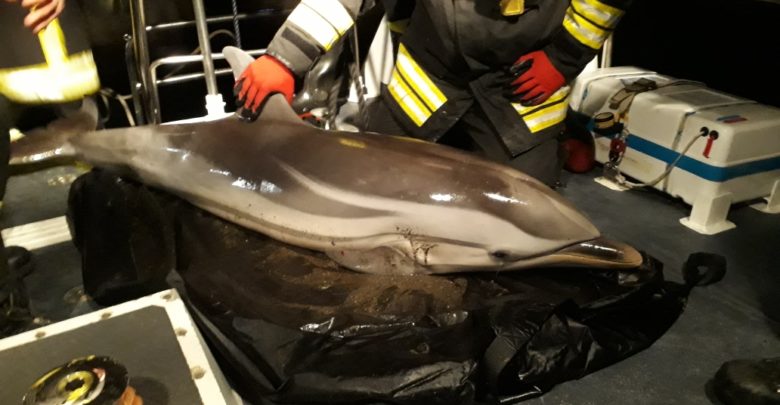 delfino salvato dalla guardia costiera di SA